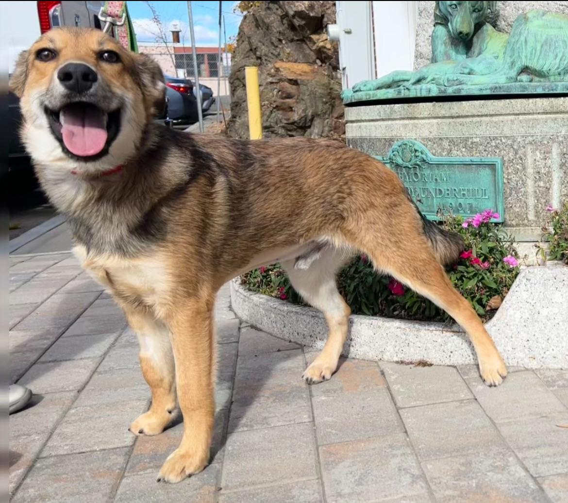 Enlarge Bear, a Adoptable mixed breed in New Rochelle, NY image 5/5