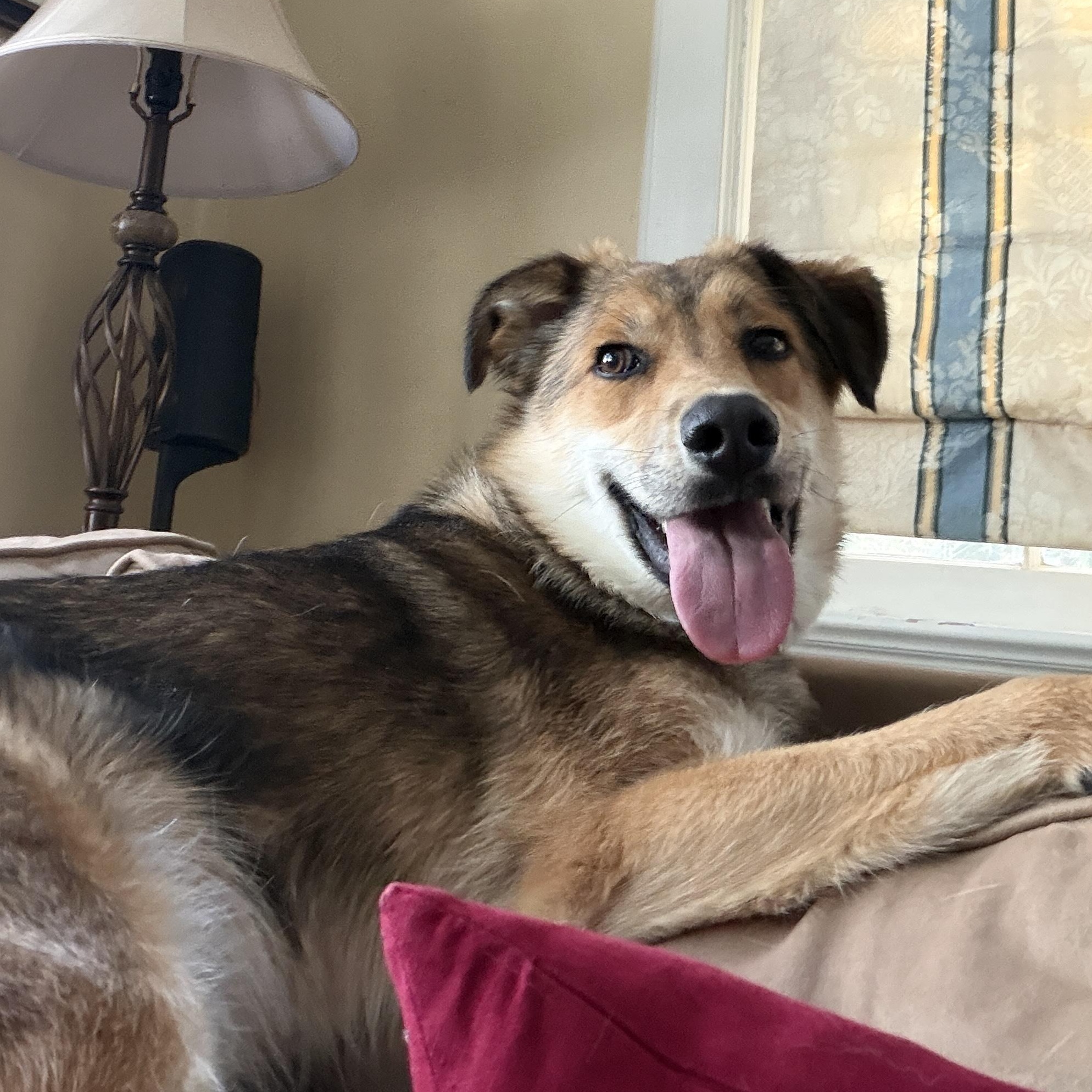 Enlarge Bear, a Adoptable mixed breed in New Rochelle, NY image 2/4