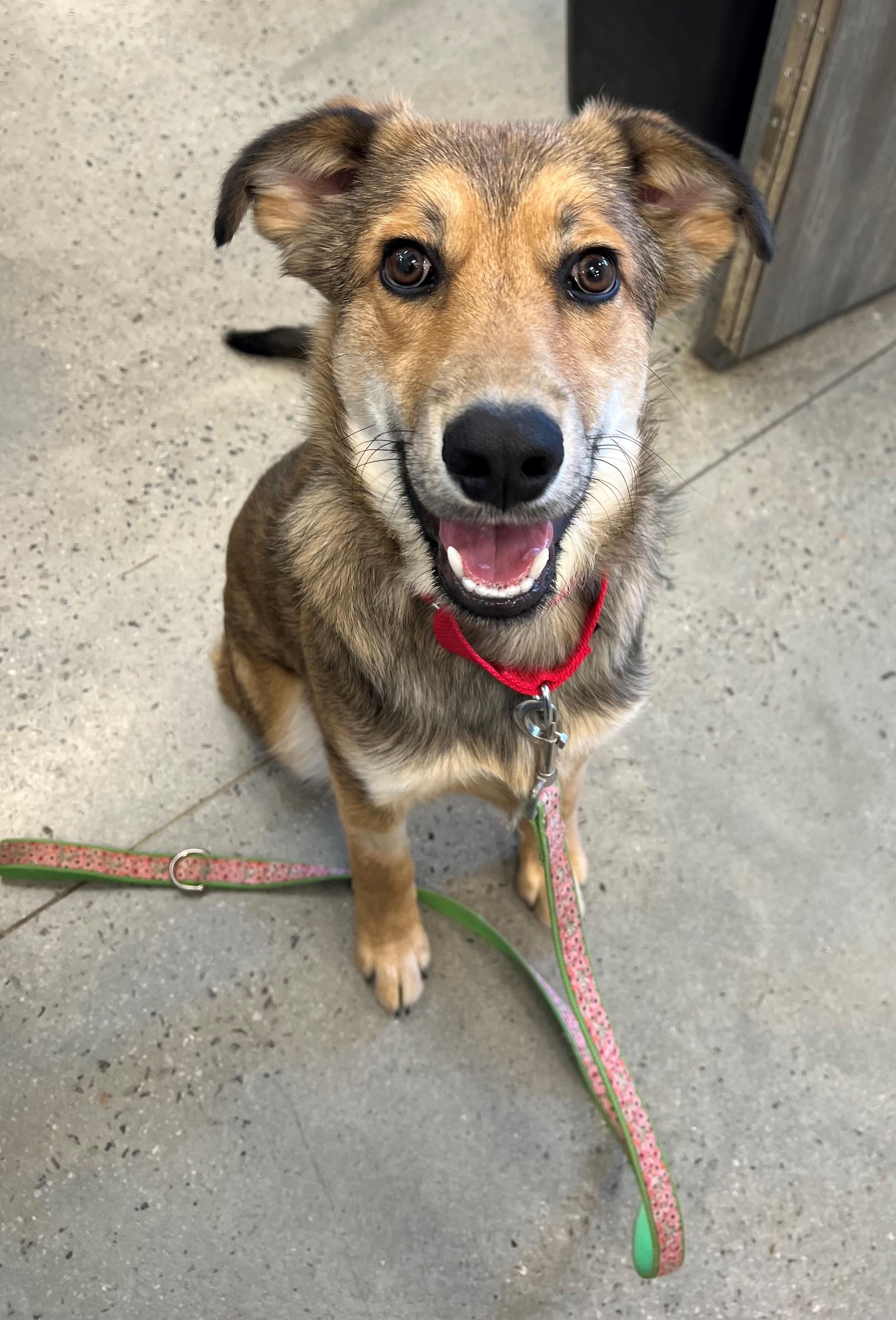 Enlarge Bear, a Adoptable mixed breed in New Rochelle, NY image 2/5