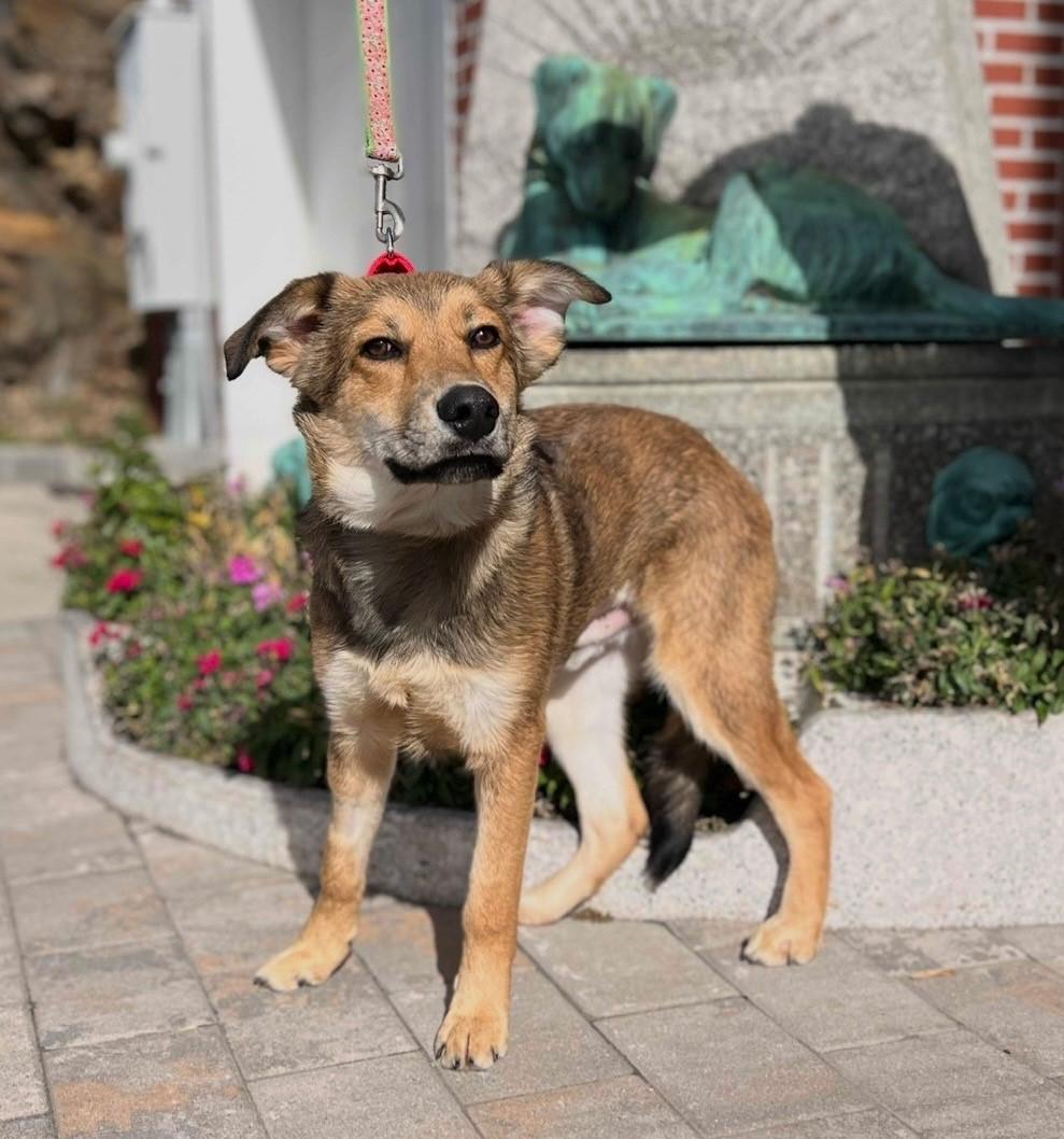 Enlarge Bear, a Adoptable mixed breed in New Rochelle, NY image 3/5