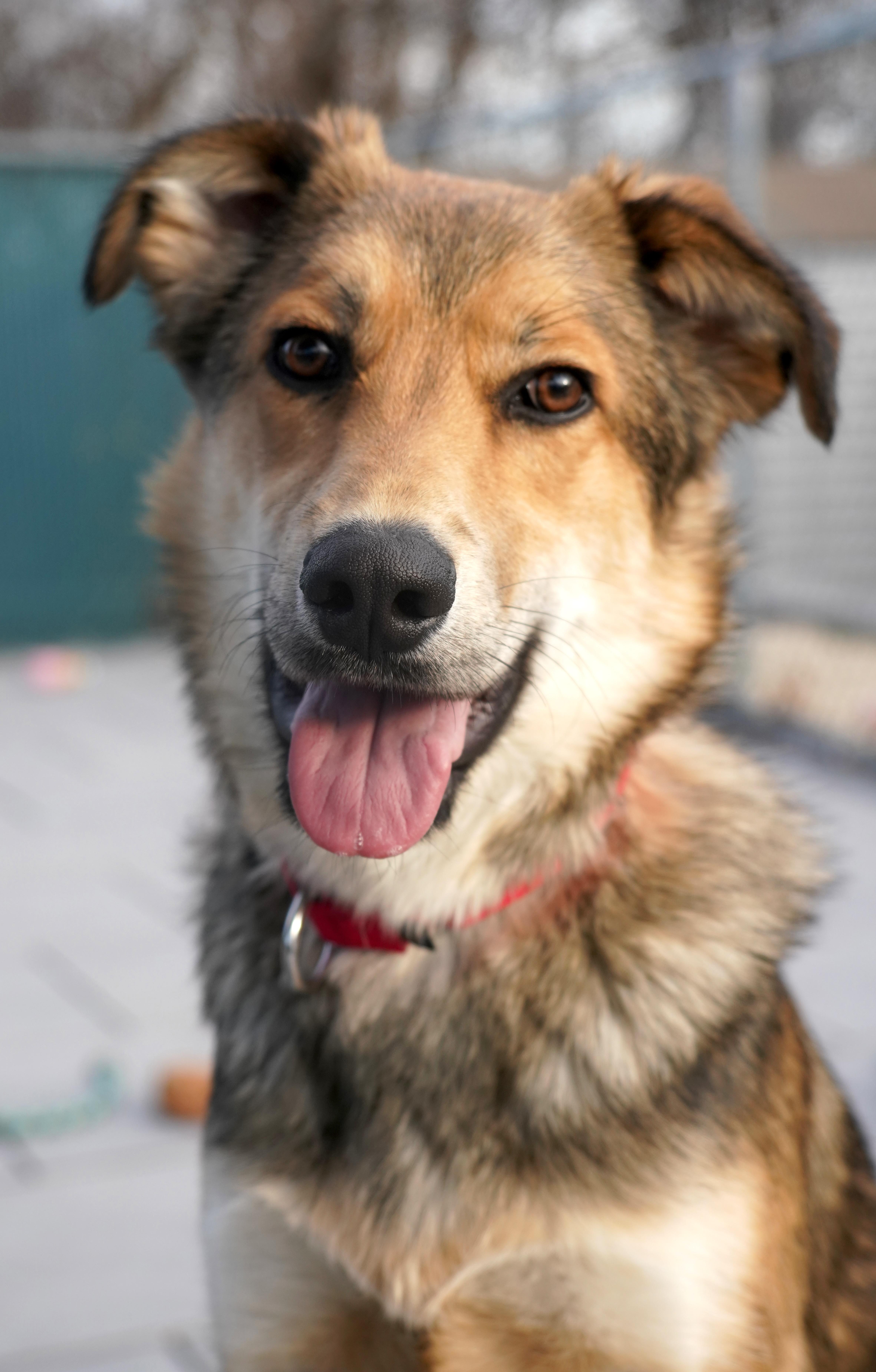 Enlarge Bear, a Adoptable mixed breed in New Rochelle, NY image 1/4