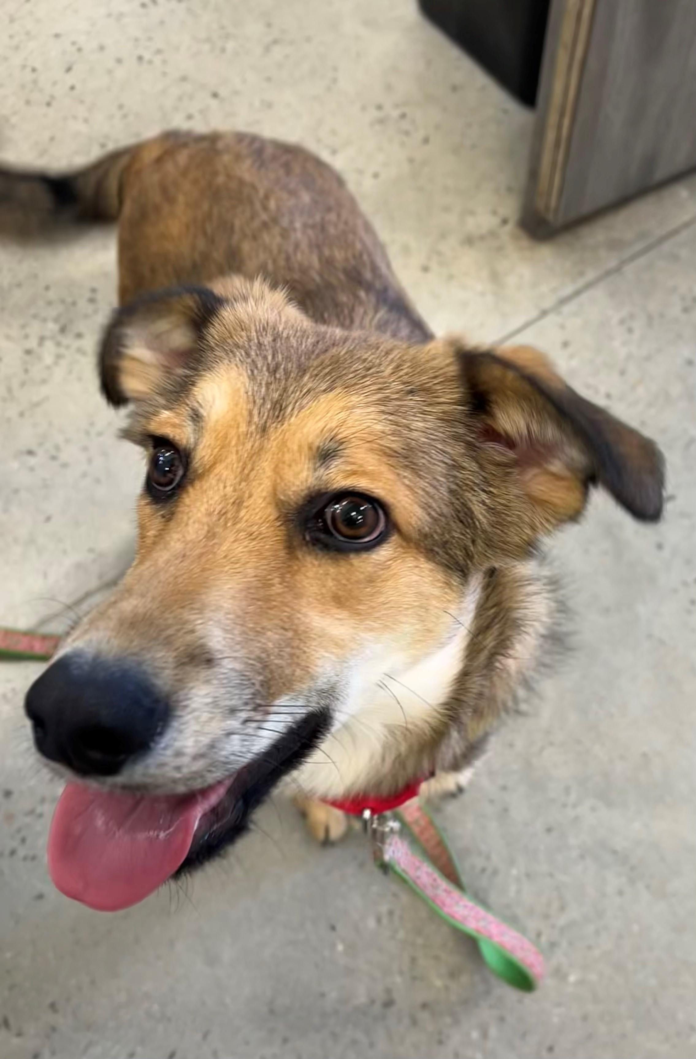 Enlarge Bear, a Adoptable mixed breed in New Rochelle, NY image 4/5