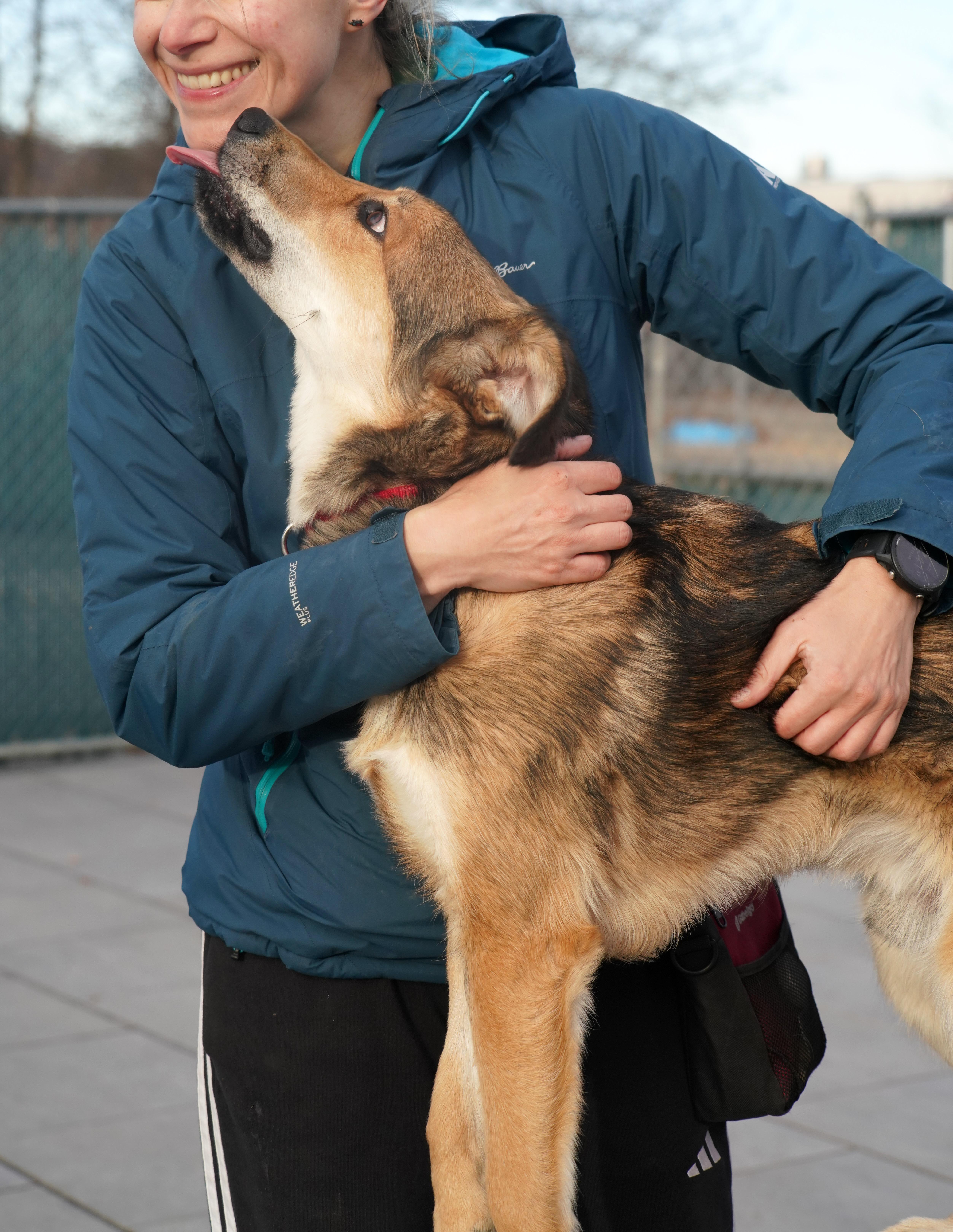 Enlarge Bear, a Adoptable mixed breed in New Rochelle, NY image 3/4