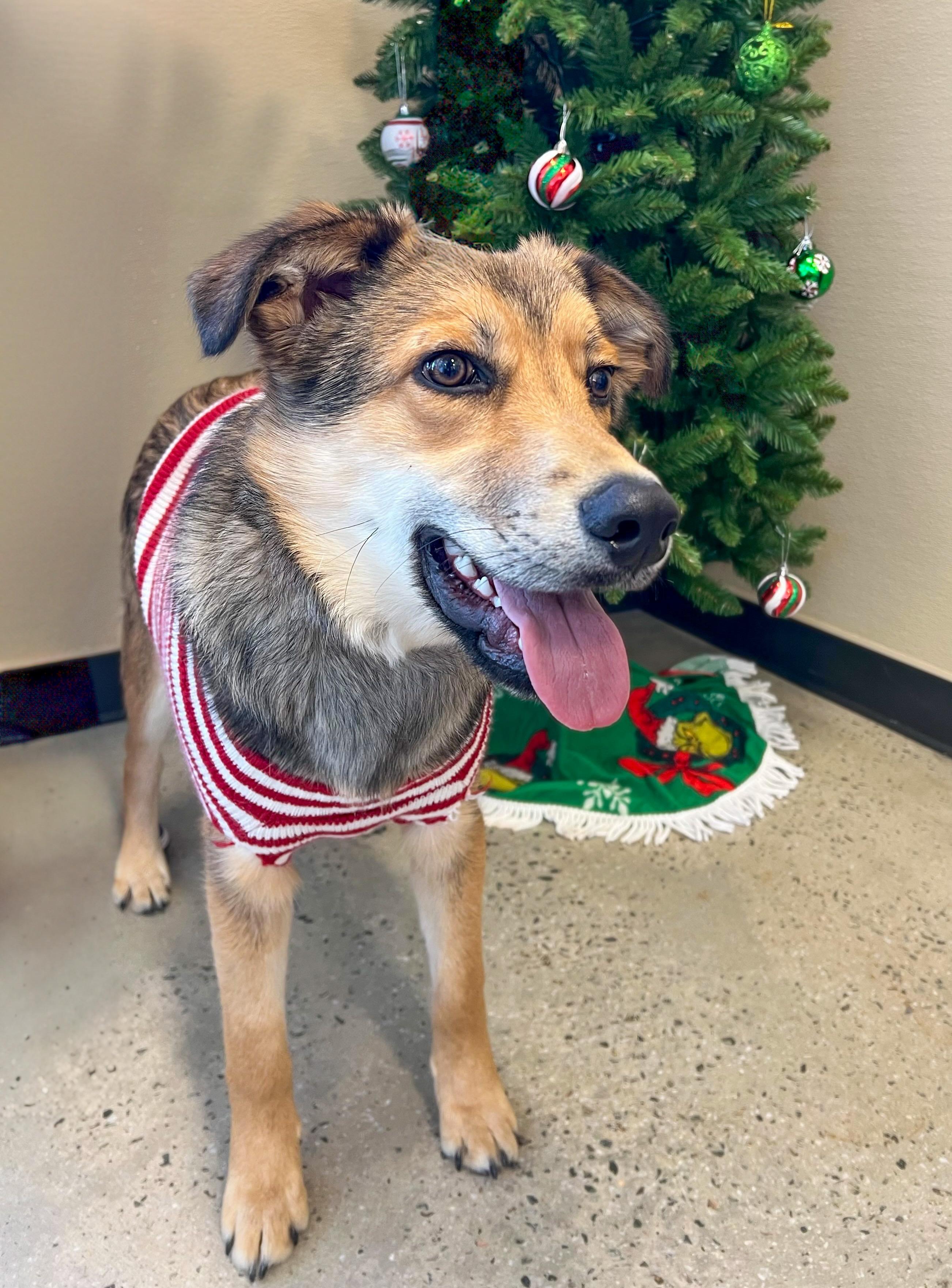 Enlarge Bear, a Adoptable mixed breed in New Rochelle, NY image 1/5