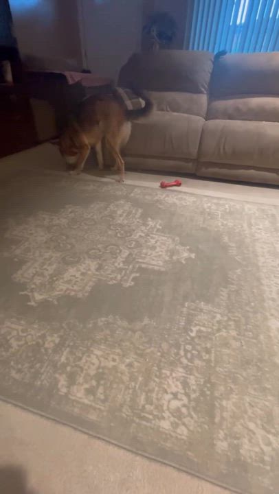 Enlarge Bear, a Adoptable mixed breed in New Rochelle, NY video 2/5