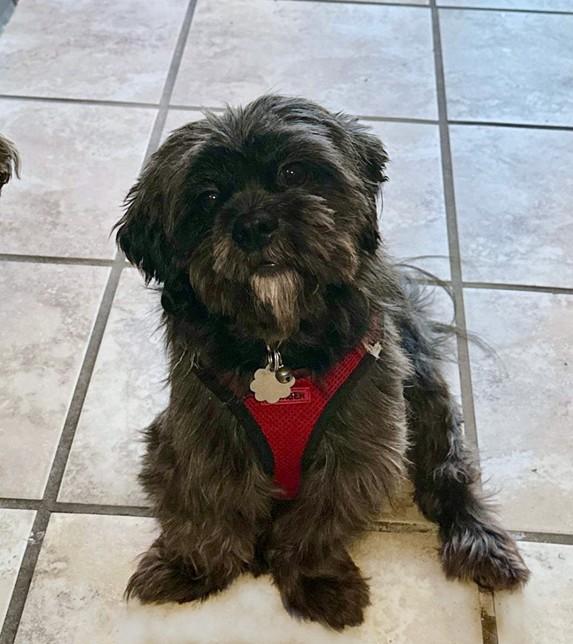 Charlie, a Adopted Shih Tzu in Miamisburg, OH image 1/2