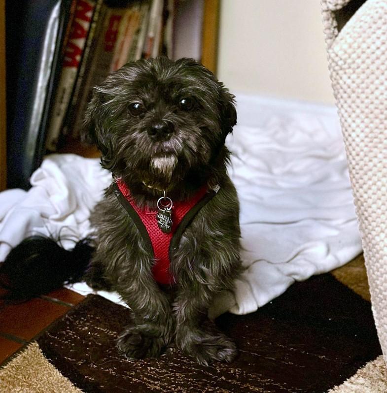 Charlie, a Adopted Shih Tzu in Miamisburg, OH image 2/2