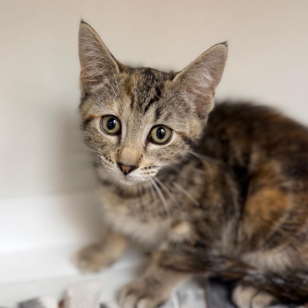 Soup, a Adoptable Domestic Short Hair in Champaign, IL image 1/4