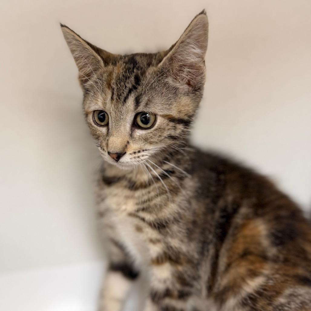 Soup, a Adoptable Domestic Short Hair in Champaign, IL image 2/4
