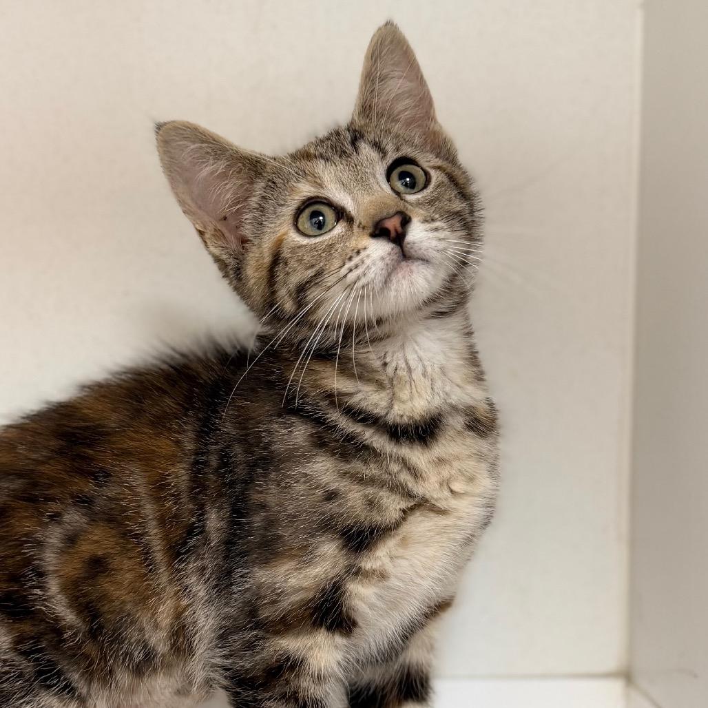 Soup, a Adoptable Domestic Short Hair in Champaign, IL image 3/4