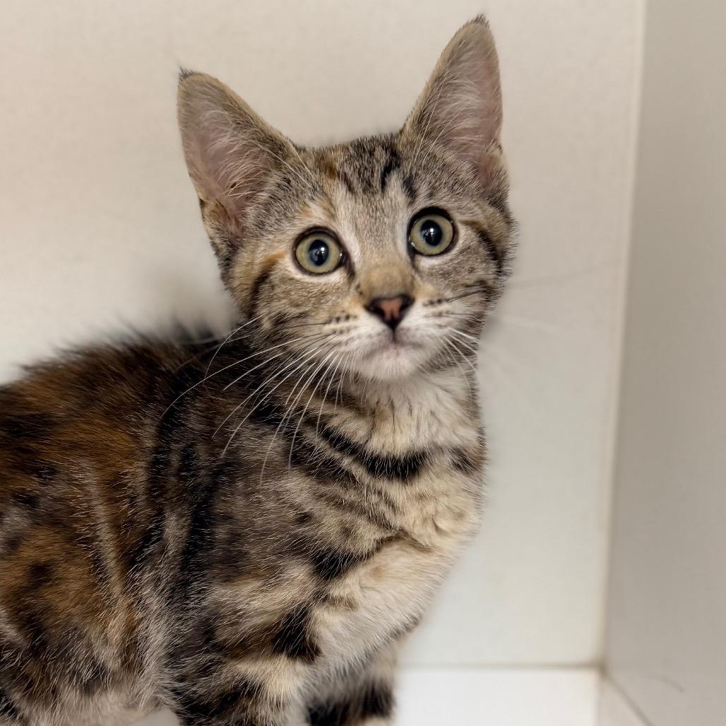 Soup, a Adoptable Domestic Short Hair in Champaign, IL image 4/4