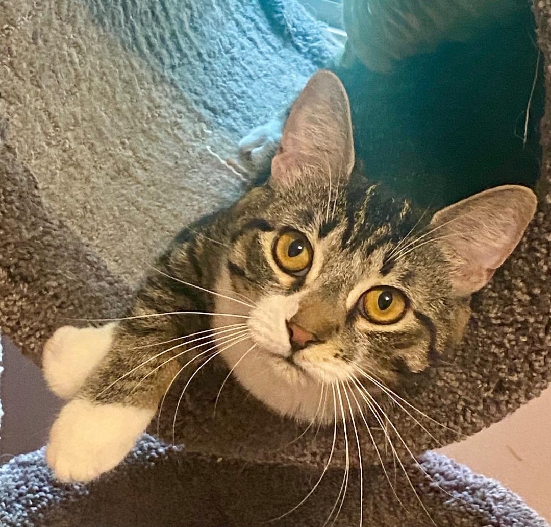 Jelly Donut, Adoptable, Young Female American Shorthair.