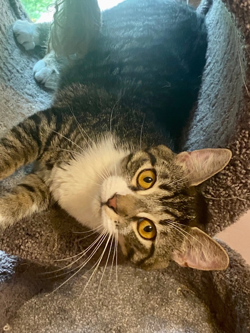 Jelly Donut, a Adoptable mixed breed in St. Clair Shores, MI image 3/8