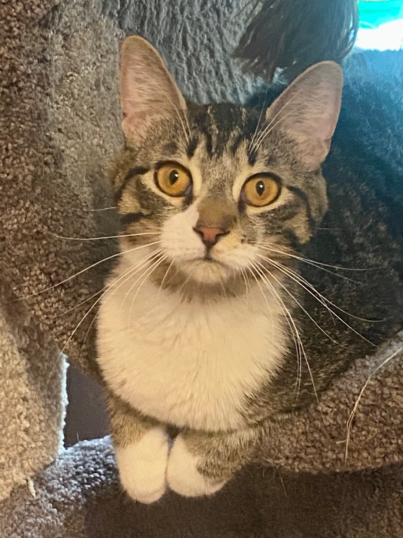 Jelly Donut, a Adoptable mixed breed in St. Clair Shores, MI image 4/8