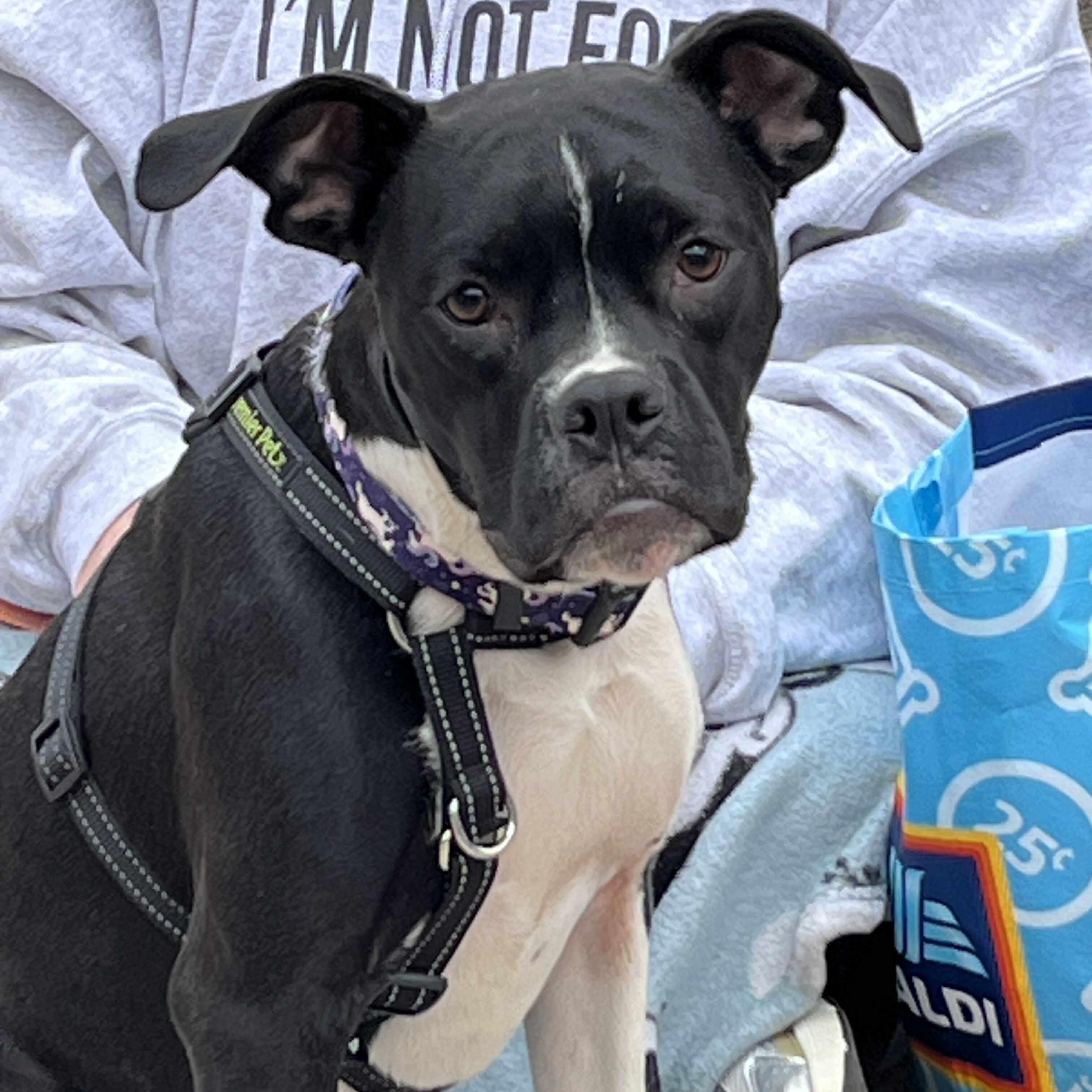 Enlarge Margot, an adopted mixed breed in Yukon, OK image 1/6