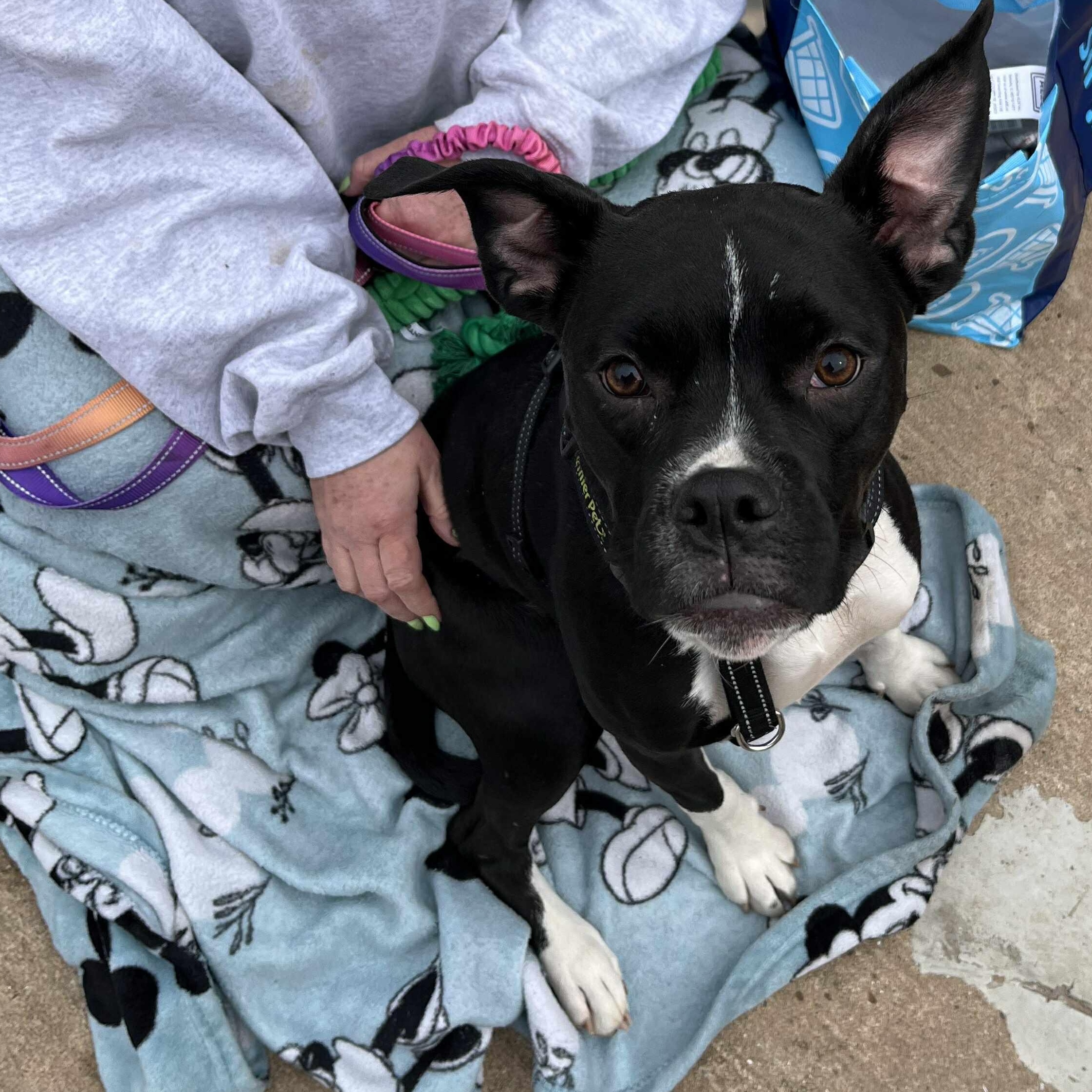 Enlarge Margot, an adopted mixed breed in Yukon, OK image 2/6