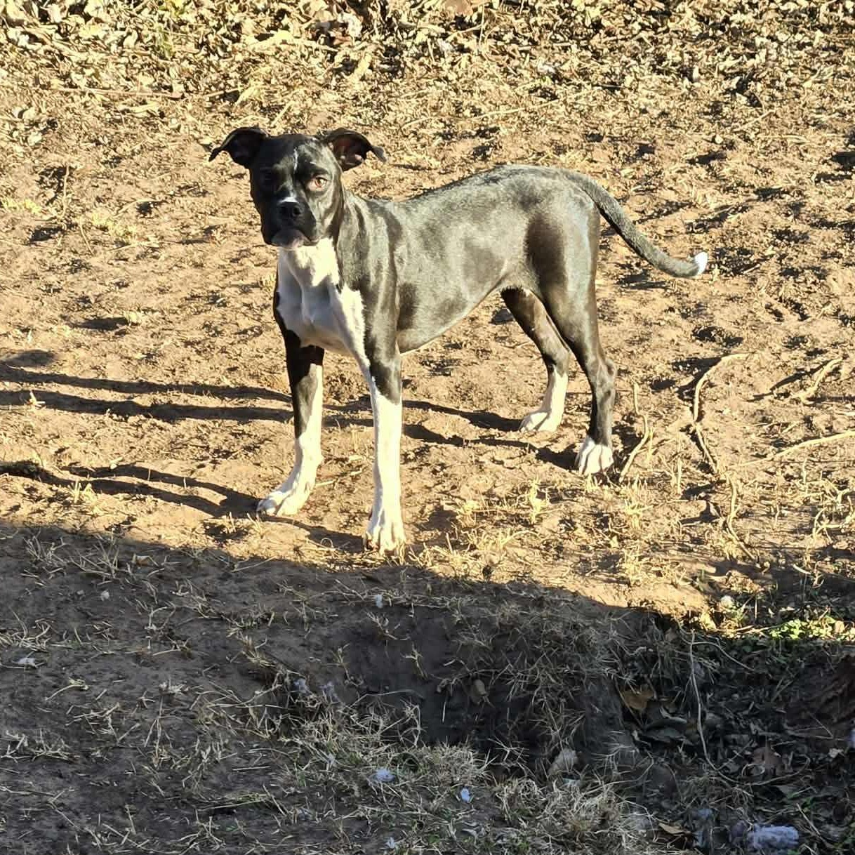 Margot, a ADOPTABLE mixed breed in Yukon, OK image 3/4