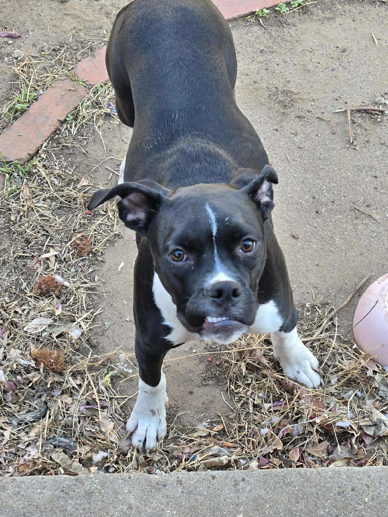 Margot, ADOPTABLE, Puppy Female Pit Bull Terrier & Boxer.