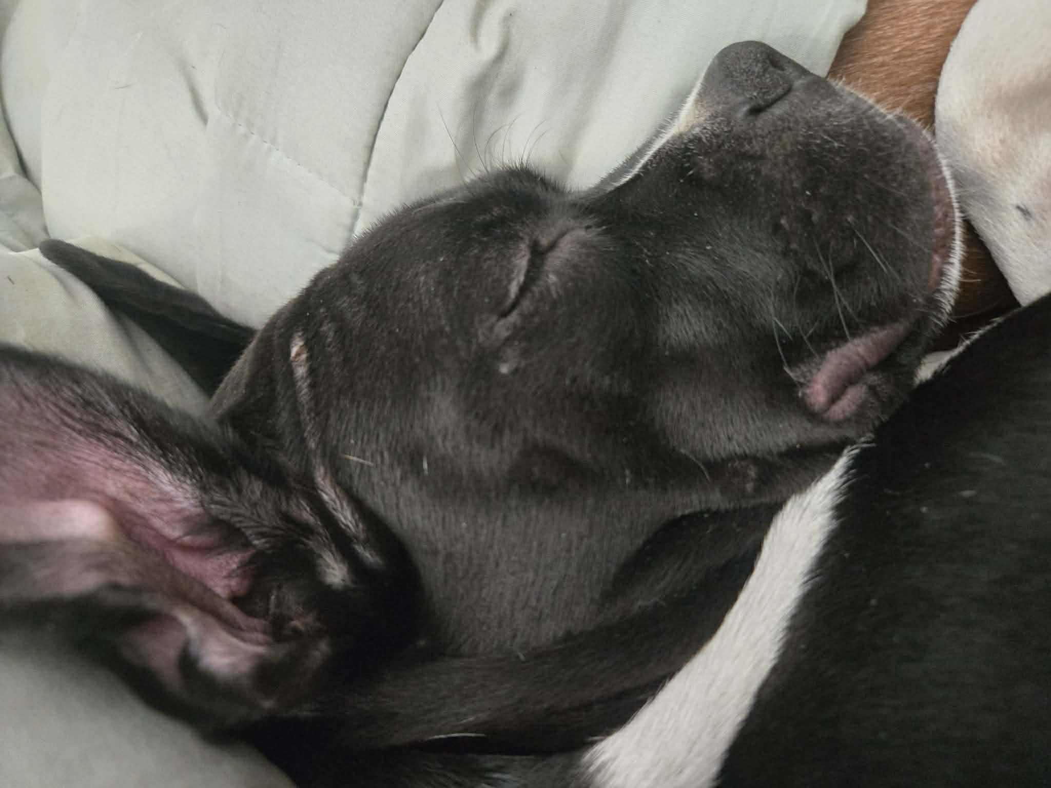 Margot, a ADOPTABLE mixed breed in Yukon, OK image 2/4