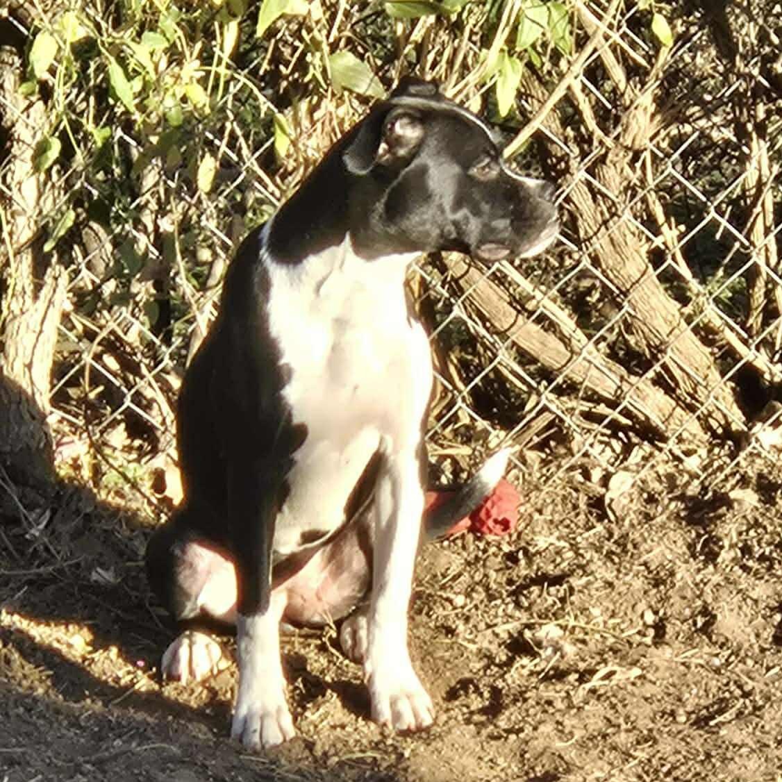 Margot, a ADOPTABLE mixed breed in Yukon, OK image 4/4