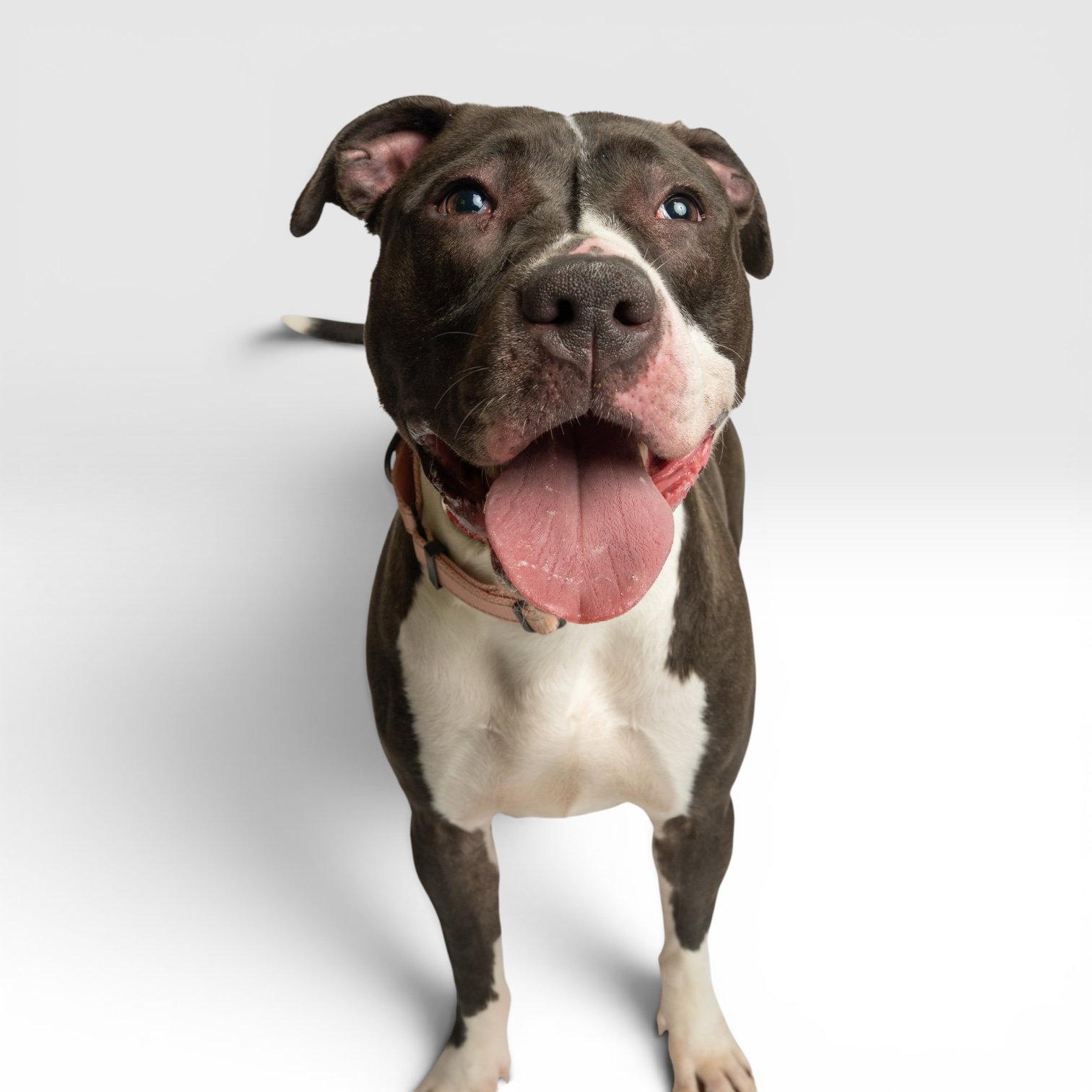 Enlarge Daisy, a Adoptable American Staffordshire Terrier in Richardson, TX image 1/1