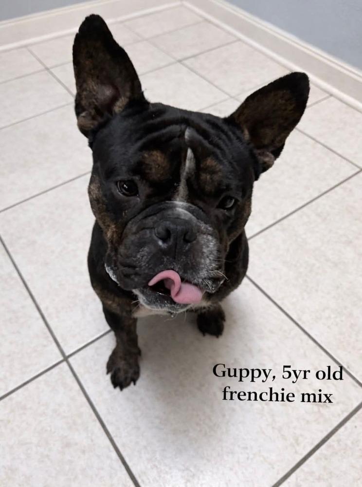 Guppy, Adoptable, Adult Male American Bully & English Bulldog.