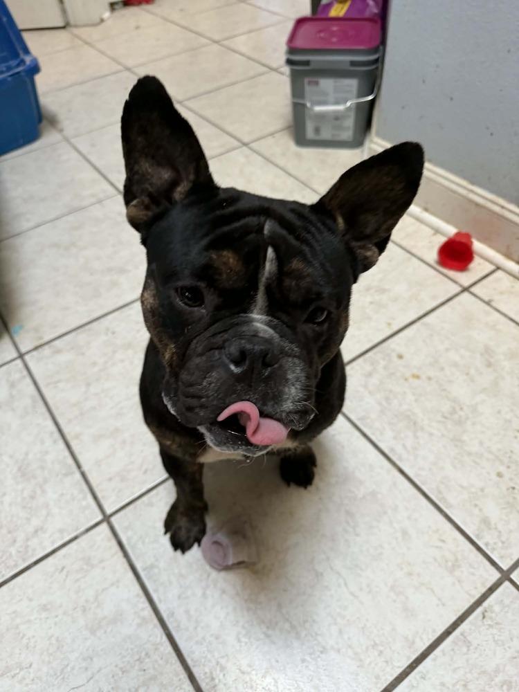 Guppy, Adoptable, Adult Male French Bulldog & English Bulldog.