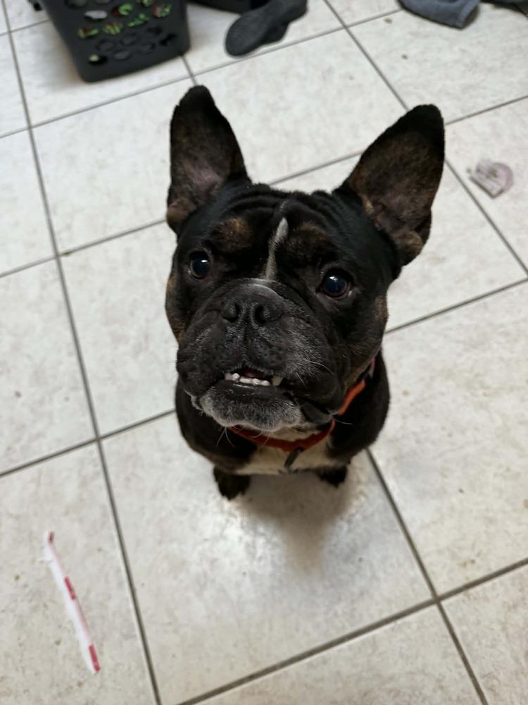 Guppy, Adoptable, Adult Male American Bully & English Bulldog.