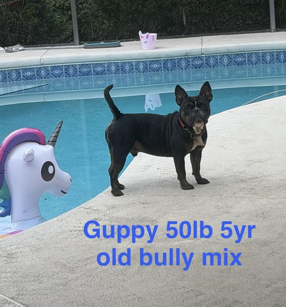 Enlarge Guppy, a Adoptable mixed breed in Orlando, FL image 4/4
