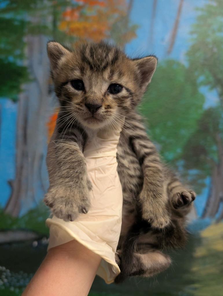White Gardenia, Adoptable, Kitten Male Domestic Short Hair.