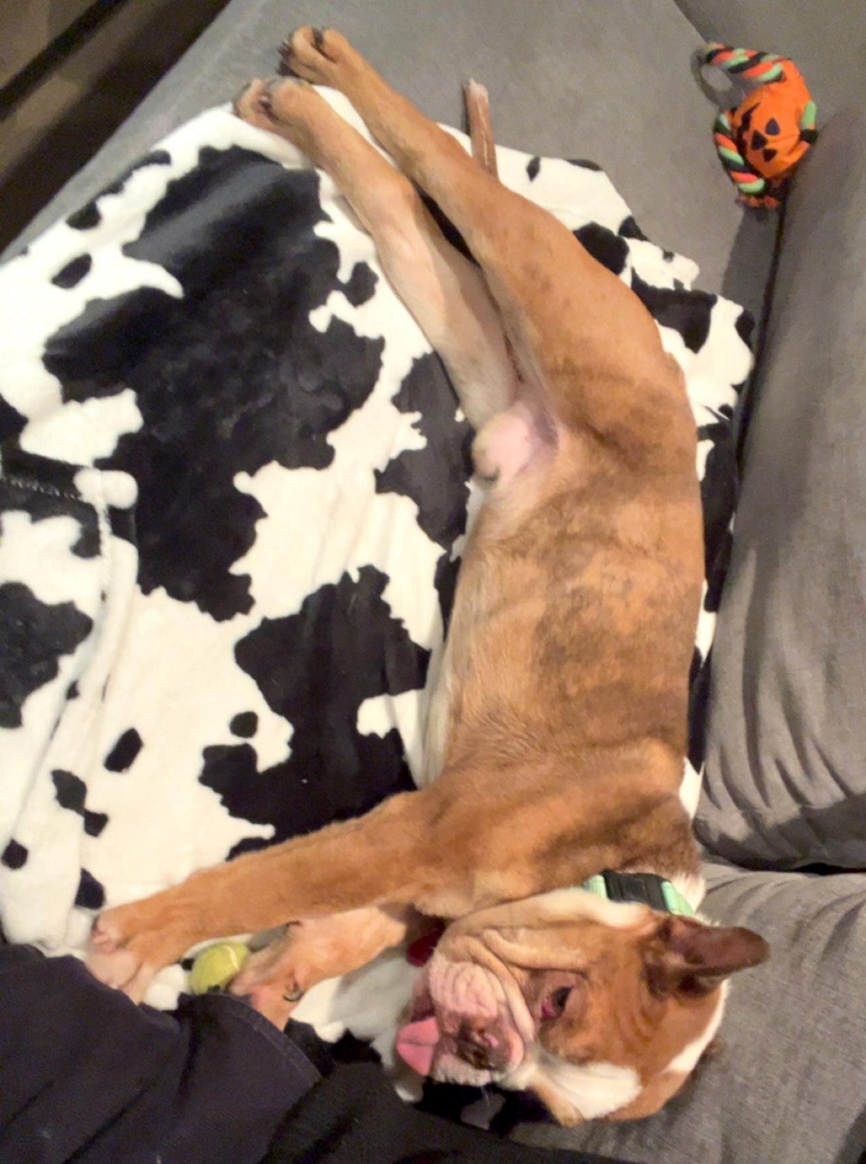 Enlarge Jefe, a ADOPTABLE mixed breed in Brooklyn, NY image 5/6