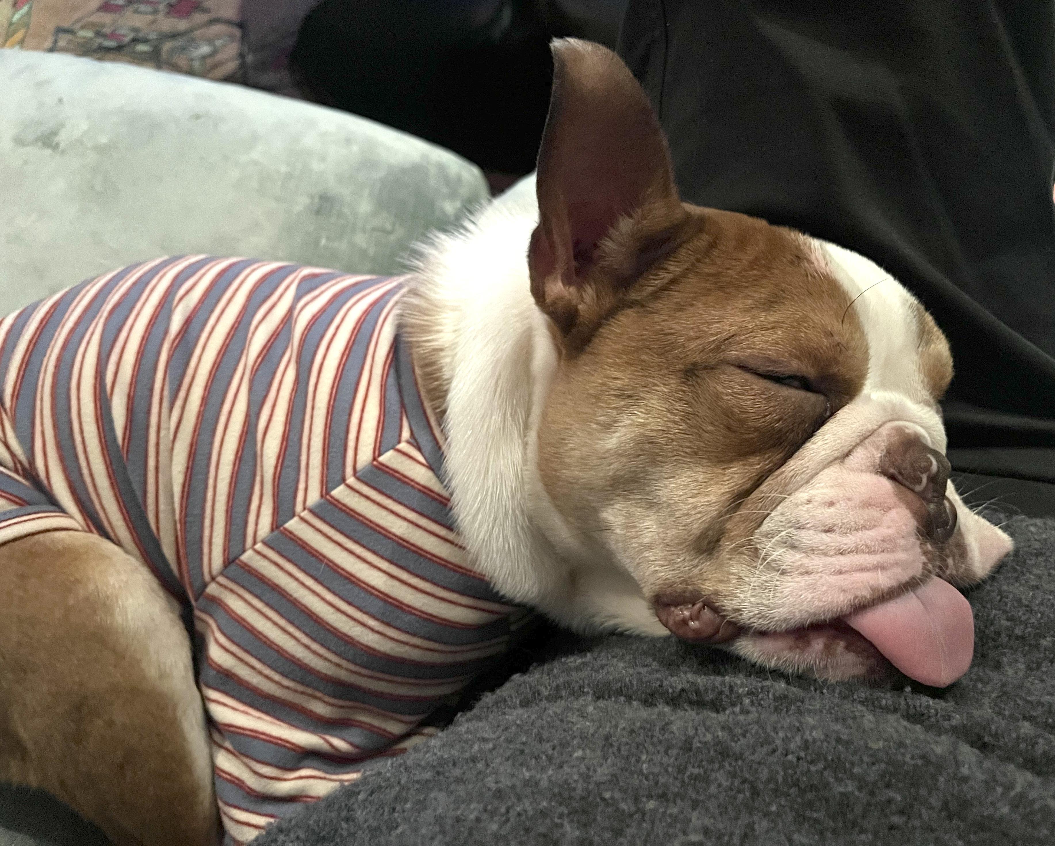 Enlarge Jefe, a ADOPTABLE mixed breed in Brooklyn, NY image 3/6