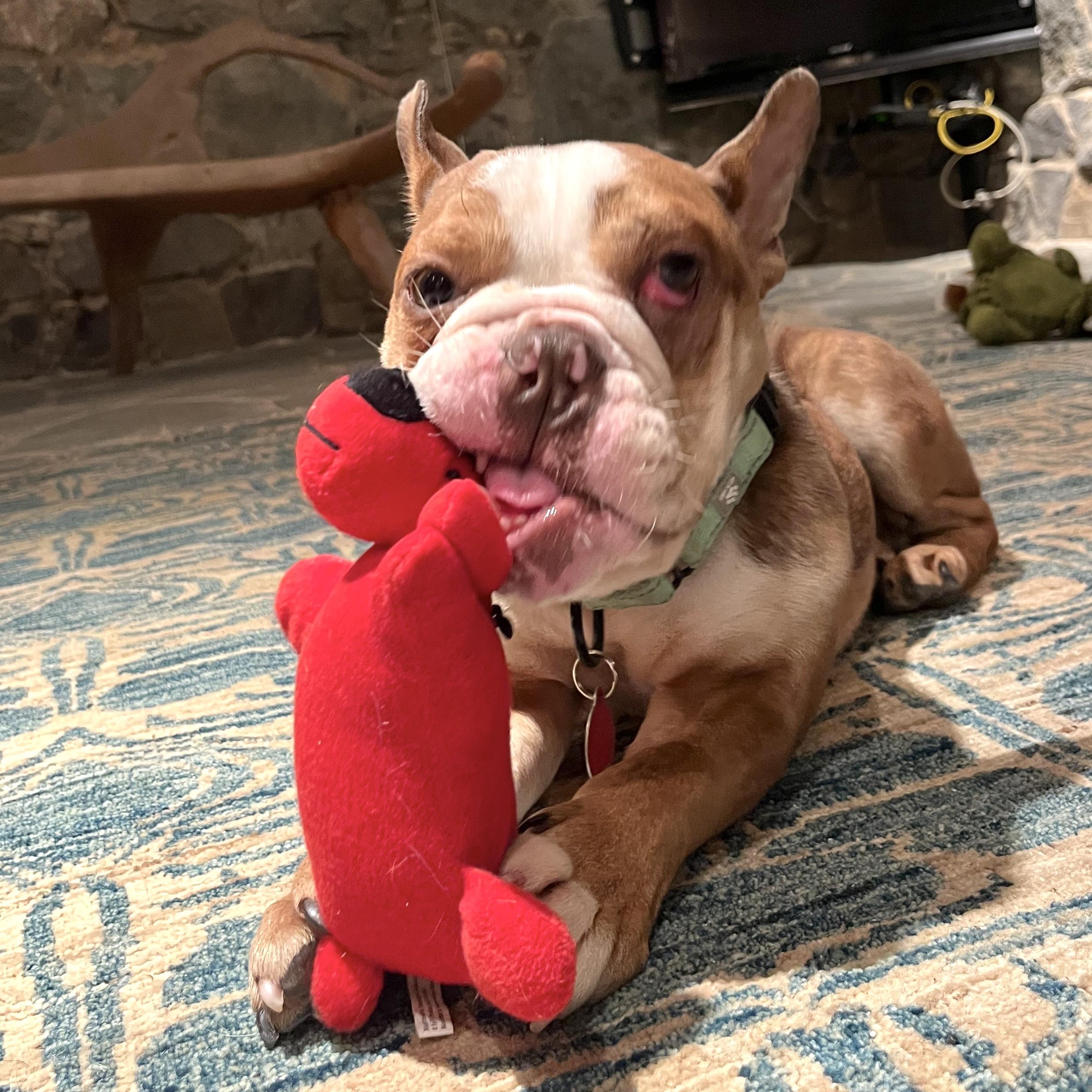 Jefe, ADOPTABLE, Young Male English Bulldog.