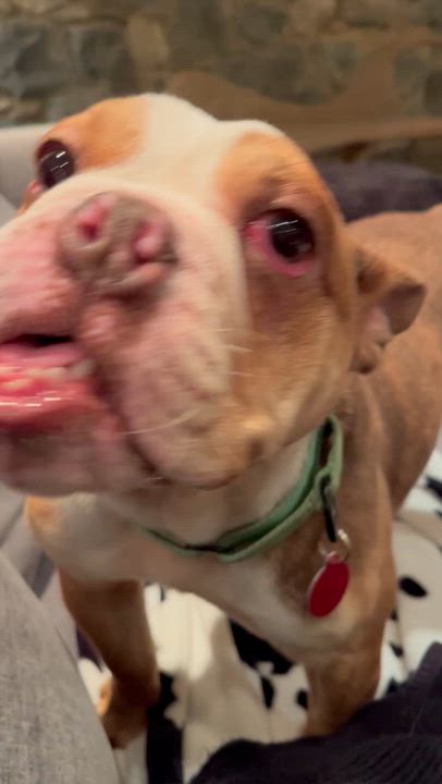 Enlarge Jefe, a ADOPTABLE mixed breed in Brooklyn, NY video 4/6