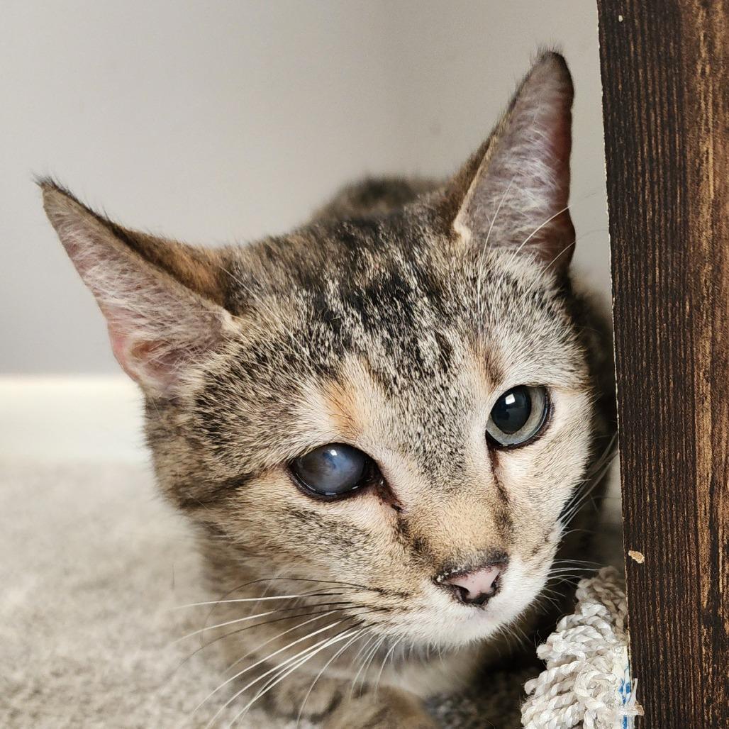 Furby, Adoptable, Adult Female Domestic Short Hair.