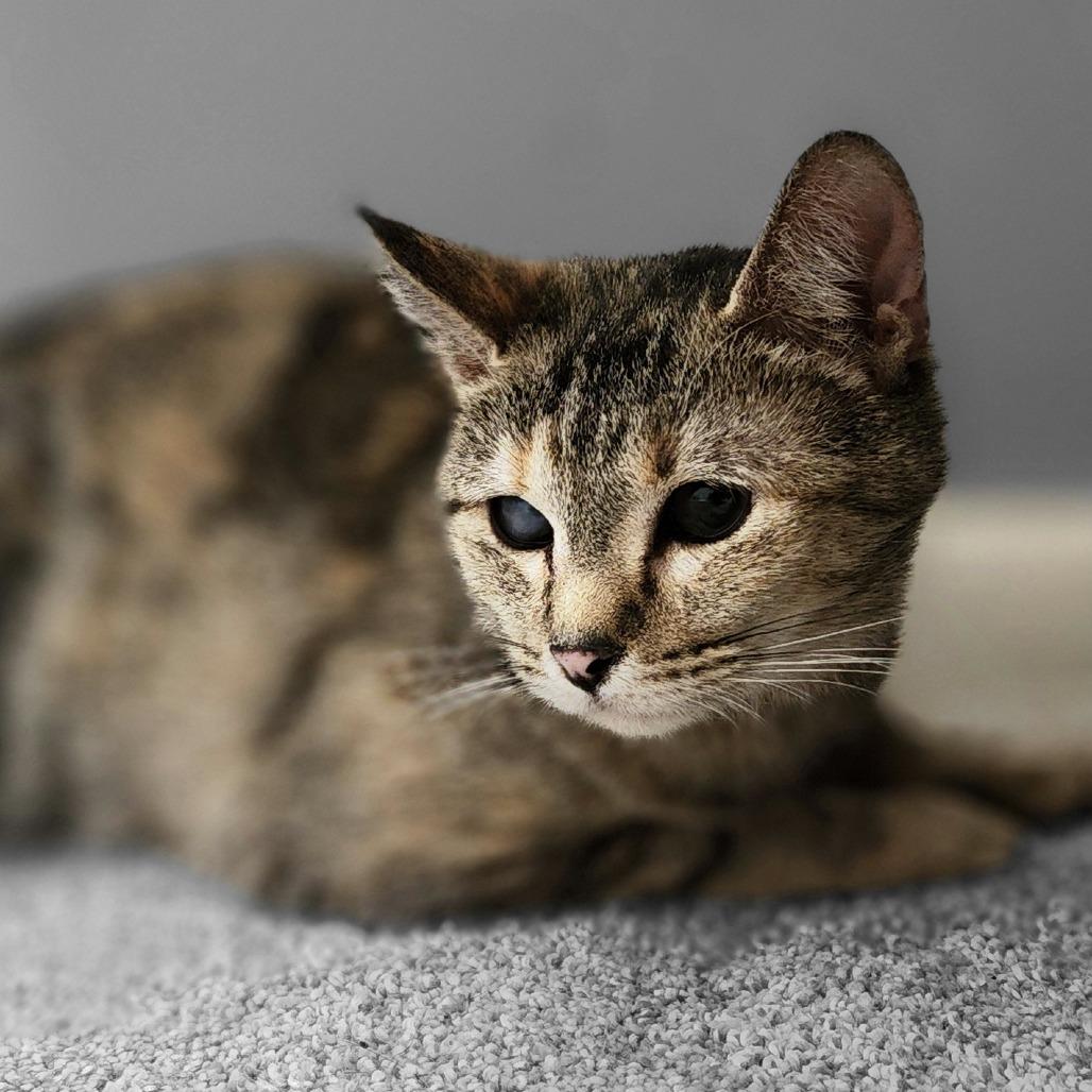 Enlarge Furby, a Adoptable Domestic Short Hair in Centerville, TN image 2/3