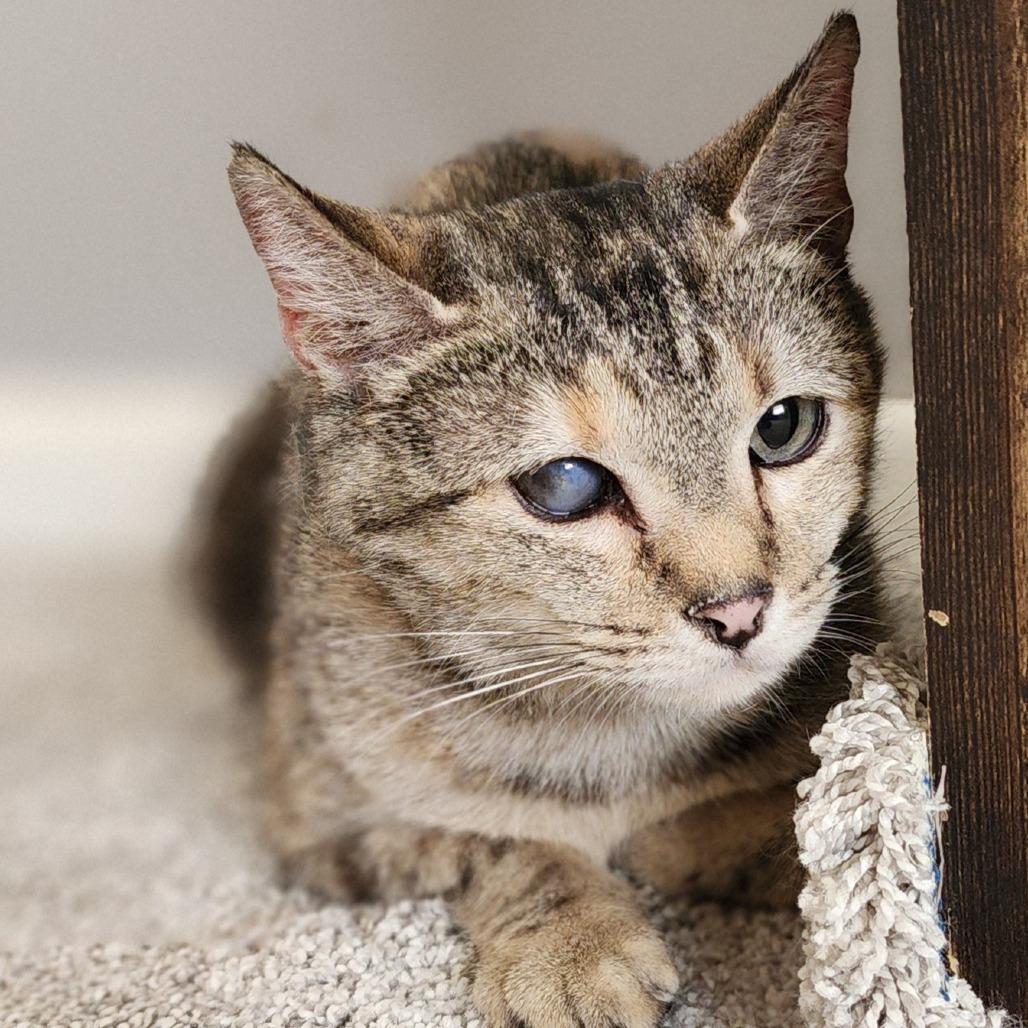 Enlarge Furby, a Adoptable Domestic Short Hair in Centerville, TN image 3/3