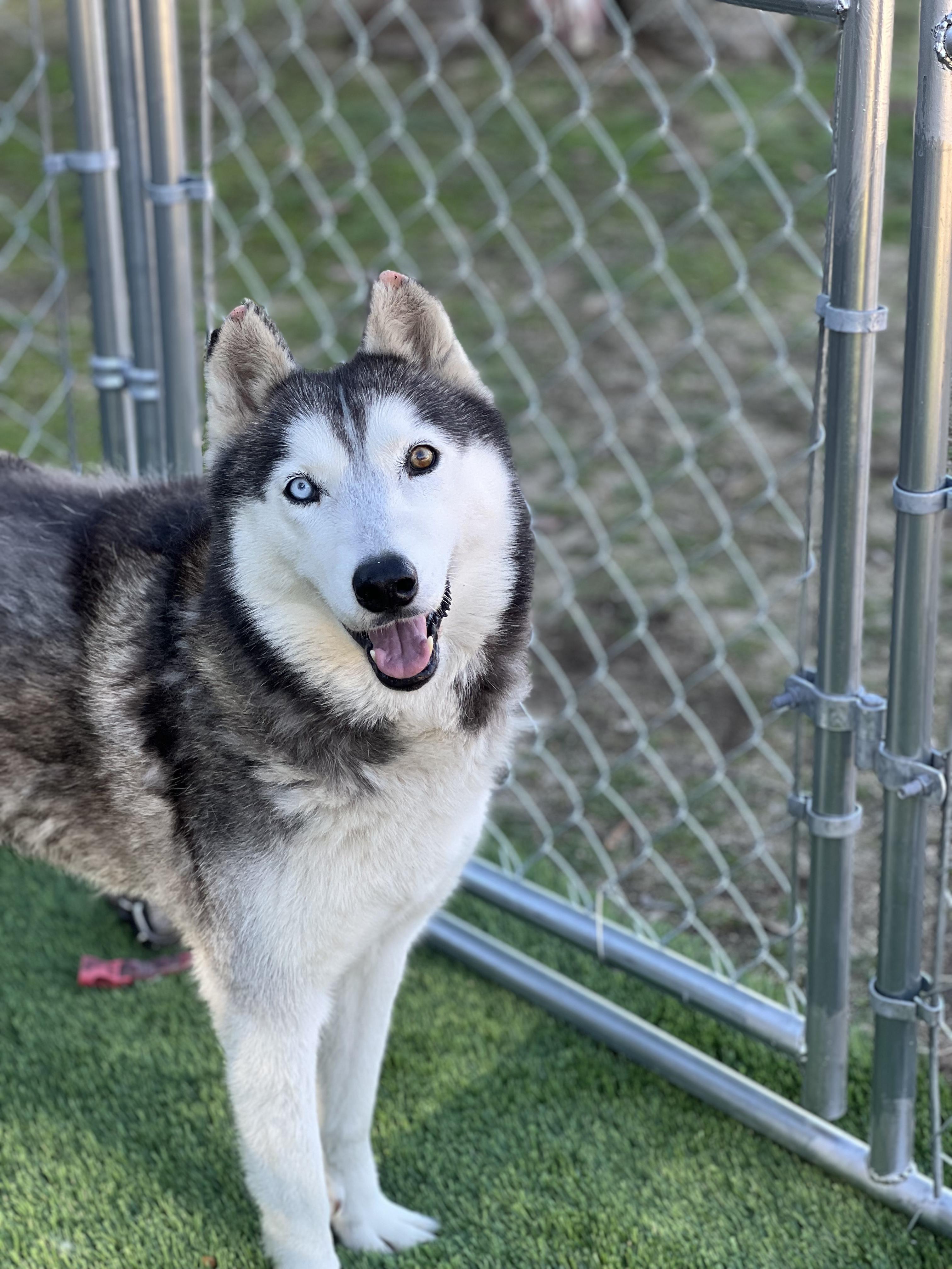 Sasha, a ADOPTABLE Siberian Husky in West Hollywood, CA image 2/2