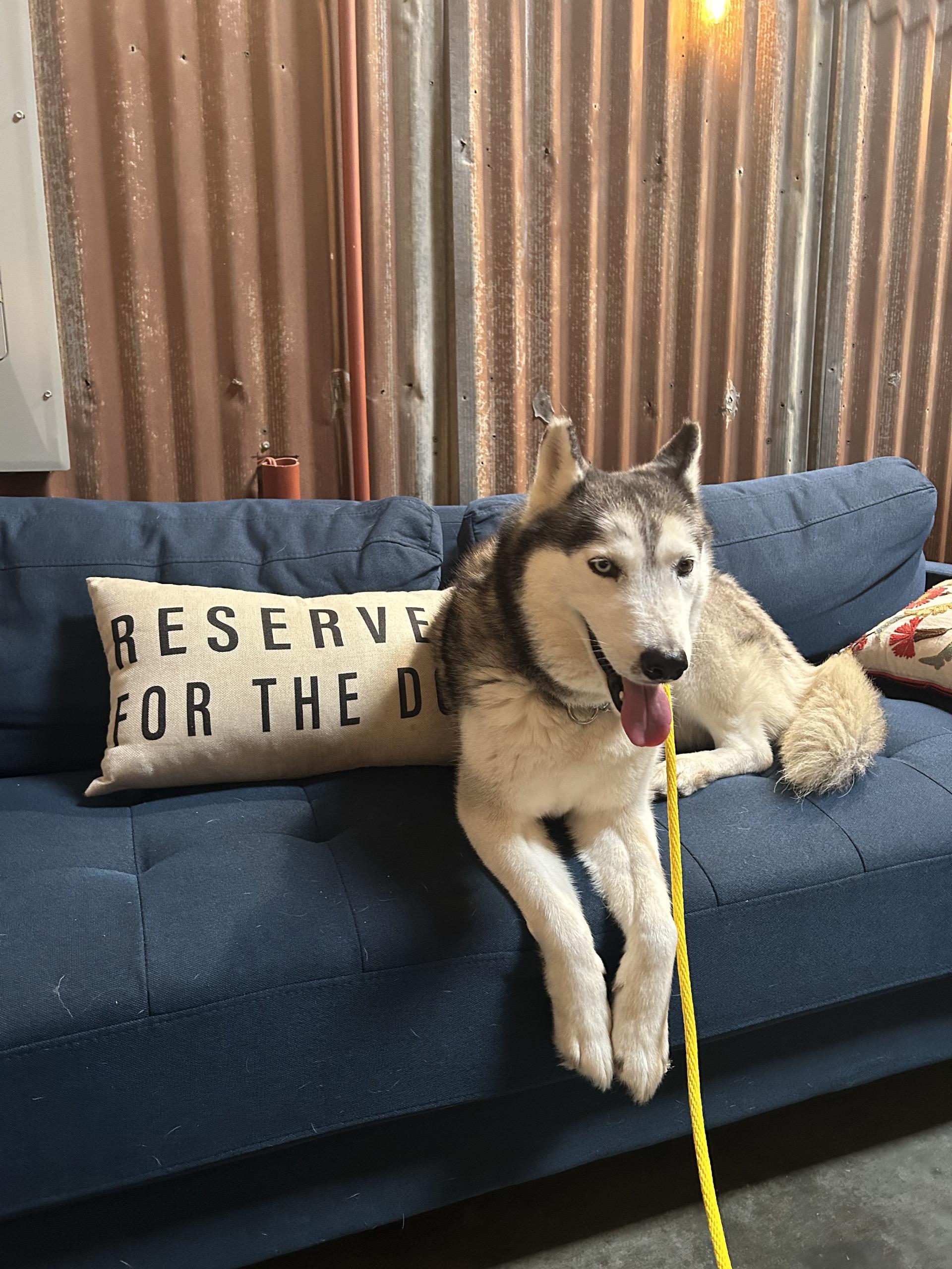 Sasha, ADOPTABLE, Adult Female Siberian Husky.