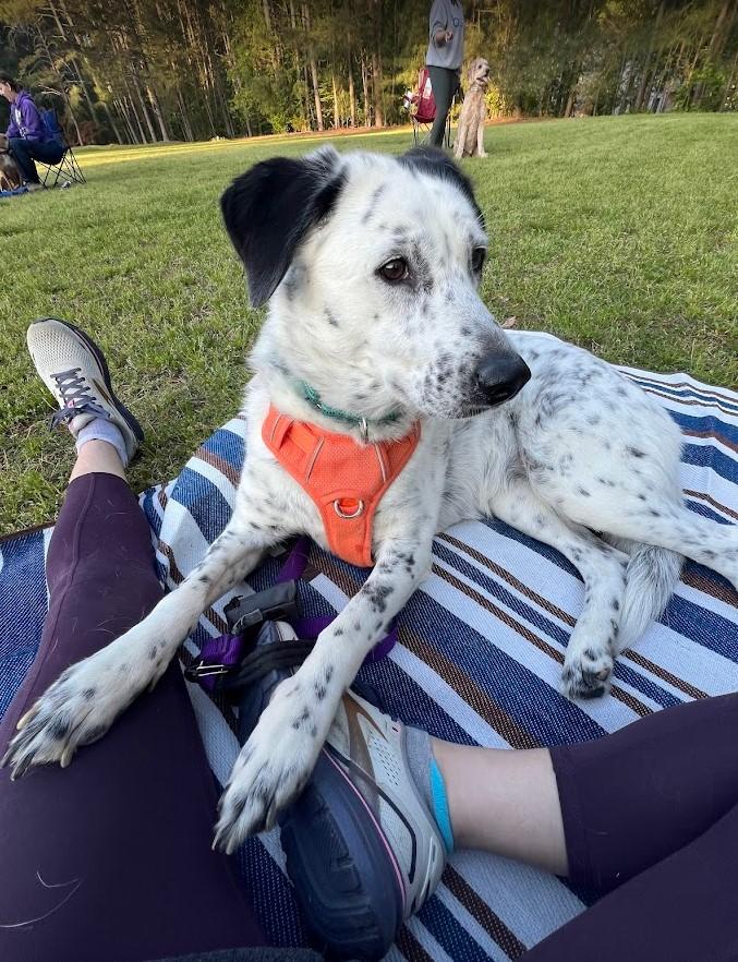 Wilma, a Adoptable mixed breed in East China, MI image 2/6