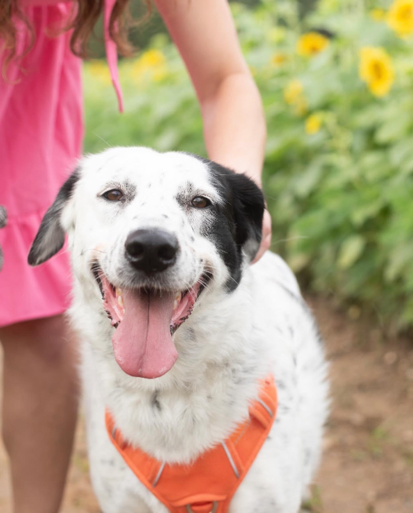 Wilma, a Adoptable mixed breed in East China, MI image 3/6