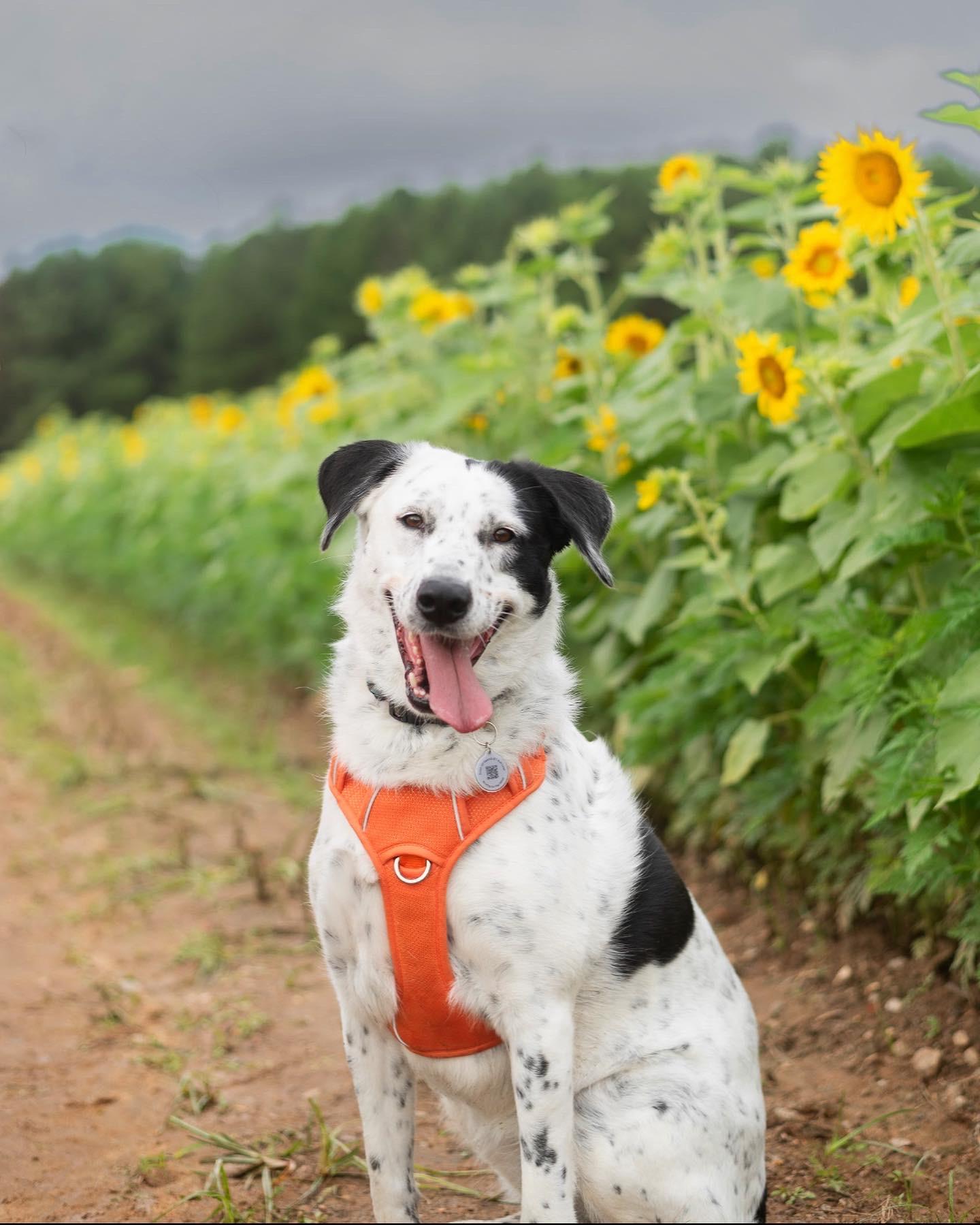 Wilma, Adoptable, Adult Female Great Pyrenees.