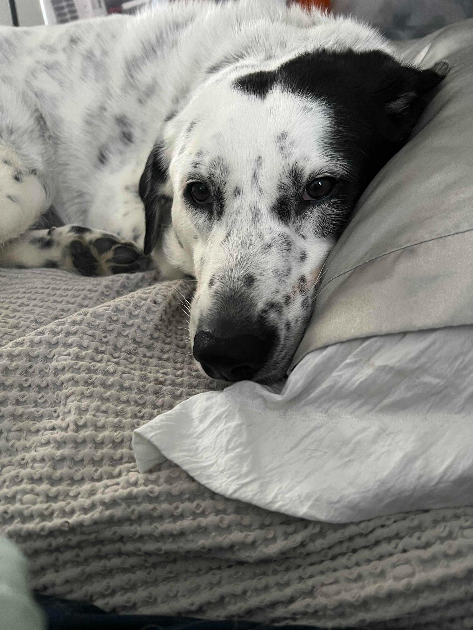 Wilma, a Adoptable mixed breed in East China, MI image 4/6