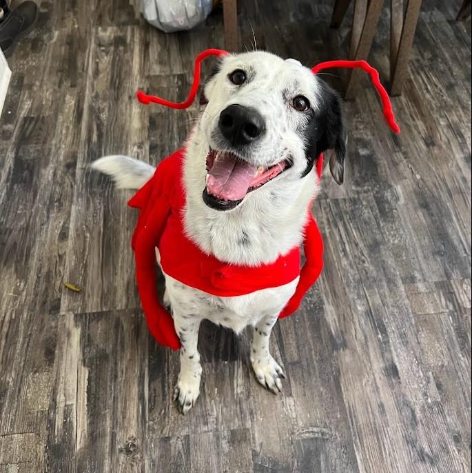 Wilma, a Adoptable mixed breed in East China, MI image 5/6