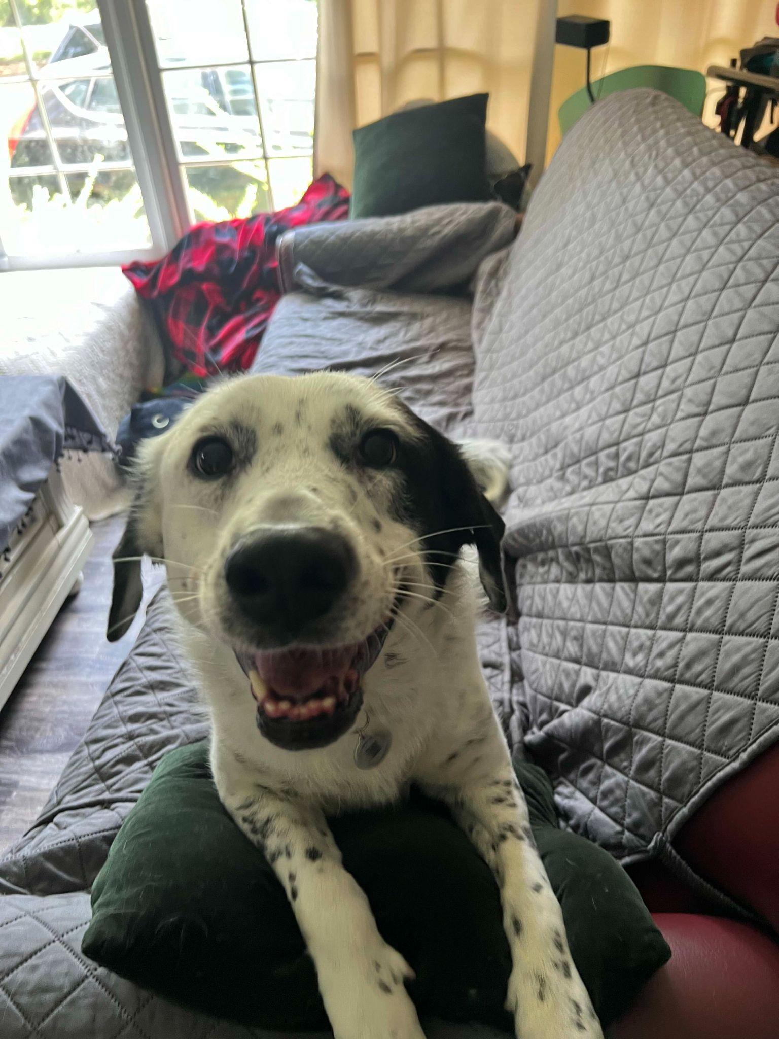 Wilma, a Adoptable mixed breed in East China, MI image 6/6