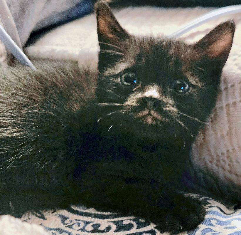 Enlarge Percy, a Adopted Domestic Medium Hair in Ventura, CA image 1/1