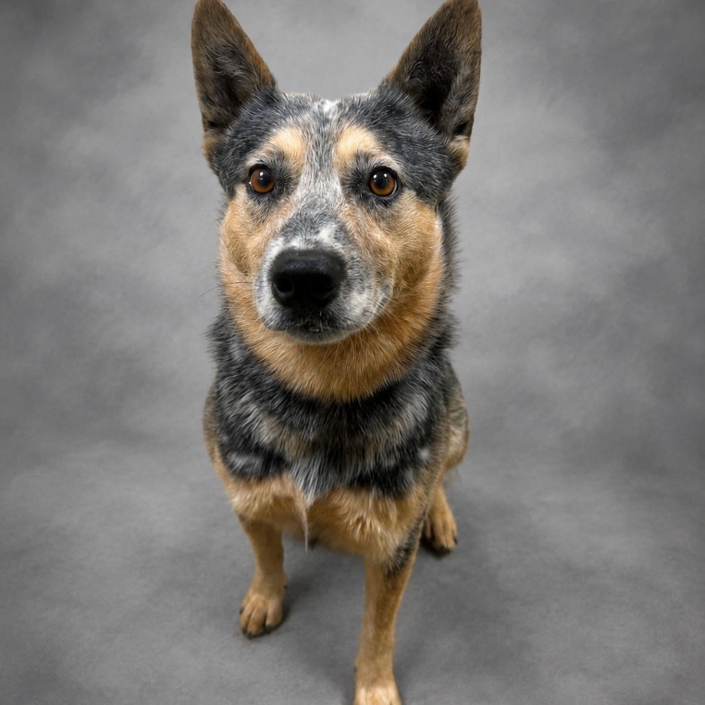 James, Adoptable, Adult Male Australian Cattle Dog / Blue Heeler.