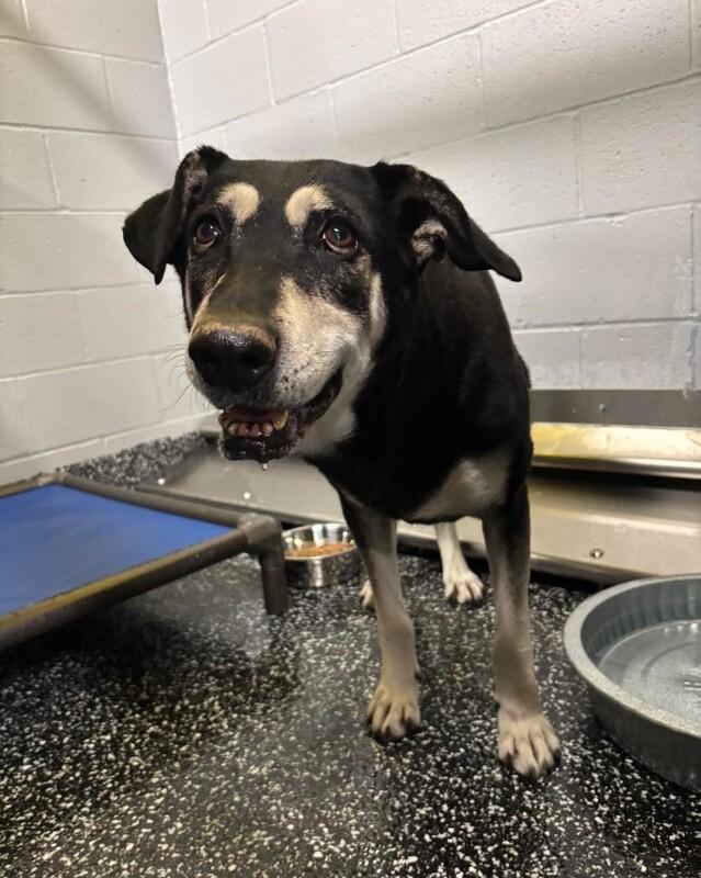 Marge, Adoptable, Adult Female German Shepherd Dog & Mixed Breed.