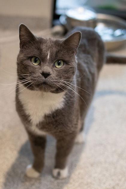 Enlarge Oscar, an adopted Domestic Short Hair in Hamilton, MT image 1/6