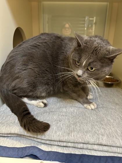 Enlarge Oscar, an adopted Domestic Short Hair in Hamilton, MT image 6/6